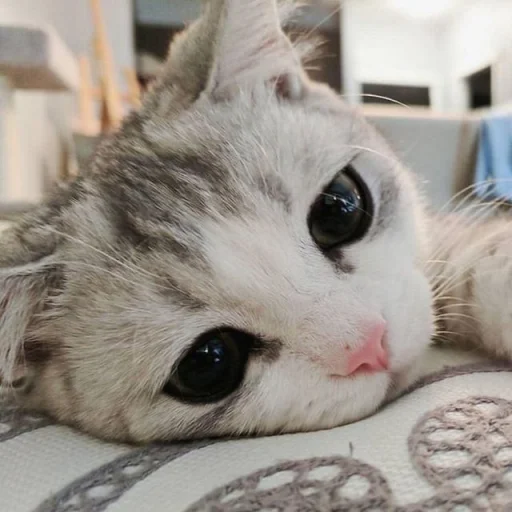 😍 Стикер «BOH, SONO IO» для Telegram