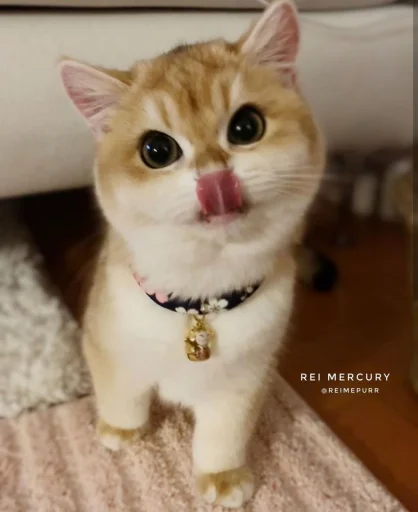 😋 Стикер «BOH, SONO IO» для Telegram