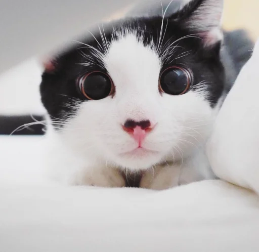 😍 Стикер «BOH, SONO IO» для Telegram