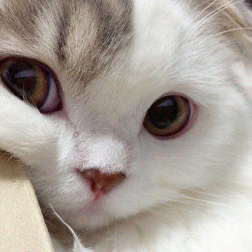 😍 Стикер «BOH, SONO IO» для Telegram