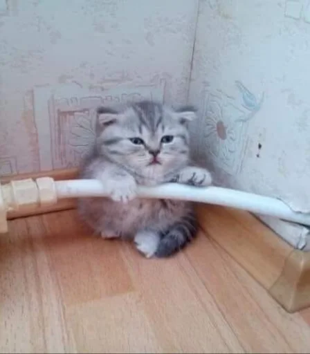 😍 Стикер «BOH, SONO IO» для Telegram