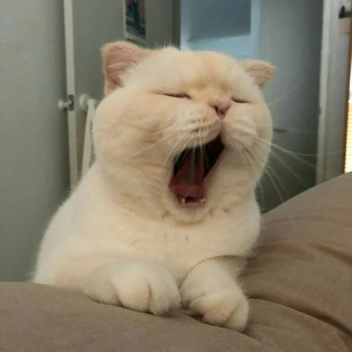 😍 Стикер «BOH, SONO IO» для Telegram