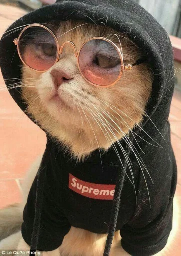 😍 Стикер «BOH, SONO IO» для Telegram
