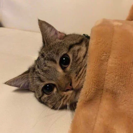 😍 Стикер «BOH, SONO IO» для Telegram