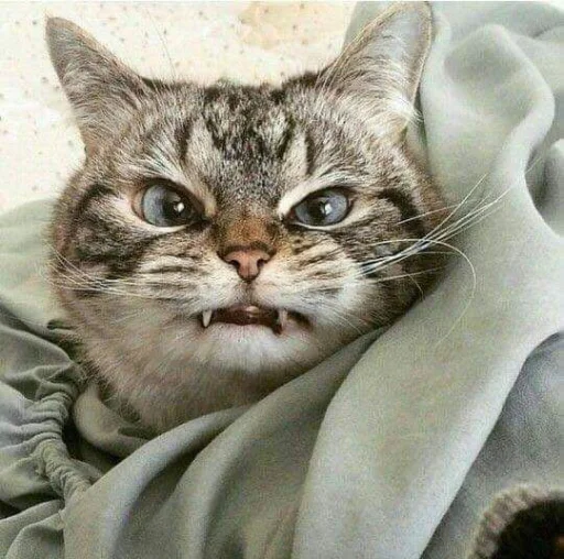 😍 Стикер «BOH, SONO IO» для Telegram