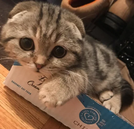 😍 Стикер «BOH, SONO IO» для Telegram