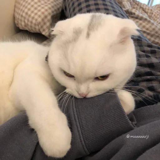 😍 Стикер «BOH, SONO IO» для Telegram