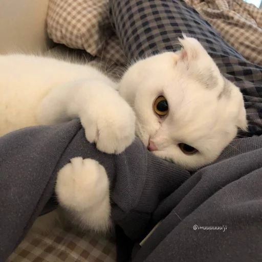 😍 Стикер «BOH, SONO IO» для Telegram