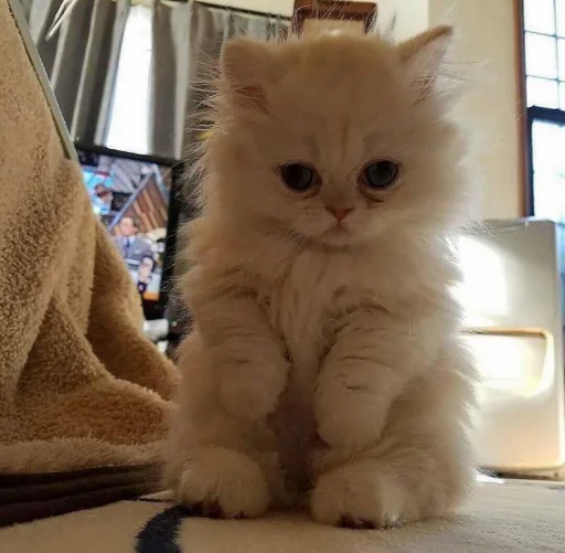 😍 Стикер «BOH, SONO IO» для Telegram