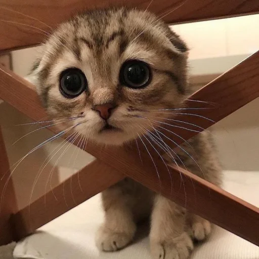😍 Стикер «BOH, SONO IO» для Telegram