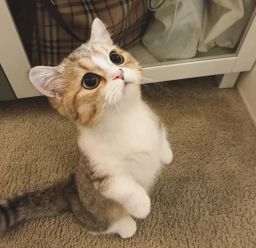 😍 Стикер «BOH, SONO IO» для Telegram