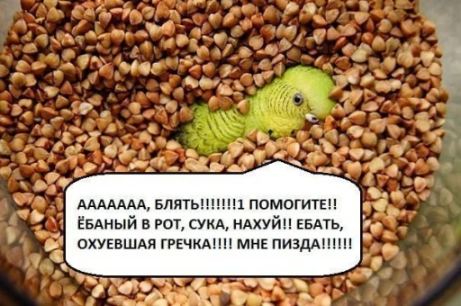 🦜 Стикер «BOINCPROTEINE» для Telegram
