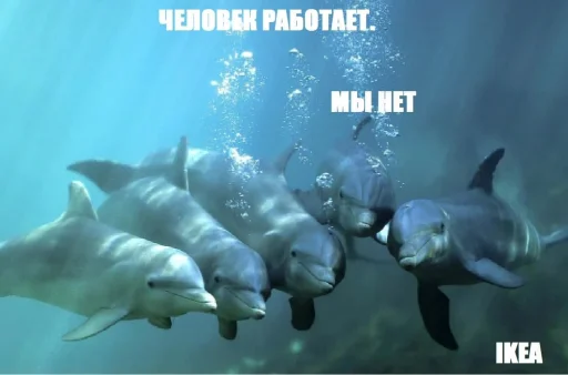 🐬 Стикер «BOINCPROTEINE» для Telegram