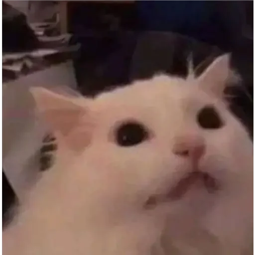 😺 Стикер «Bolas de mono» для Telegram