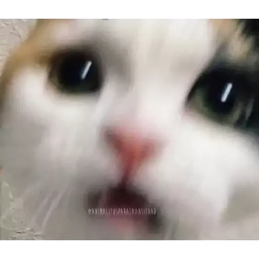 🥺 Стикер «Bolas de mono» для Telegram