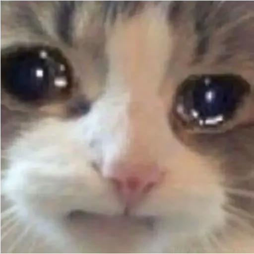 😢 Стикер «Bolas de mono» для Telegram