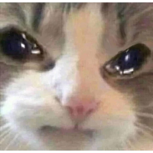 😢 Стикер «Bolas de mono» для Telegram