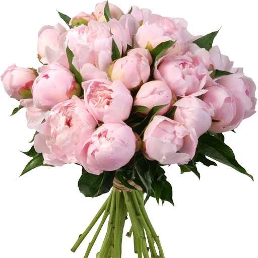 💐 Стикер «Guldasta Flowers» для Telegram