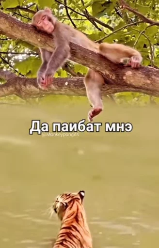 😒 Стикер «Брад бибизяна» для Telegram