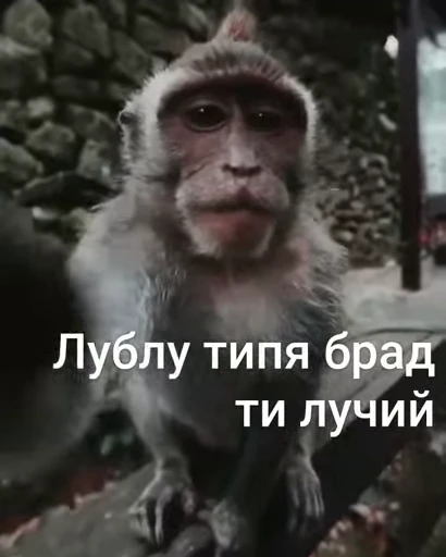 ❤ Стикер «Брад бибизяна» для Telegram
