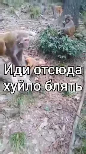 😡 Стикер «Брад бибизяна» для Telegram