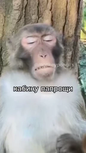 🤬 Стикер «Брад бибизяна» для Telegram