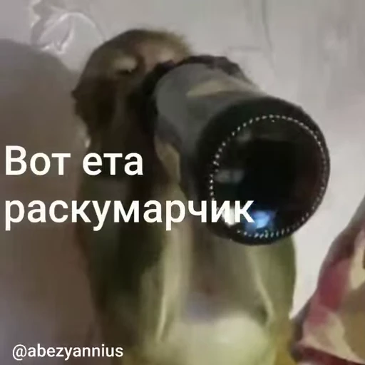 🤪 Стикер «Брад бибизяна» для Telegram