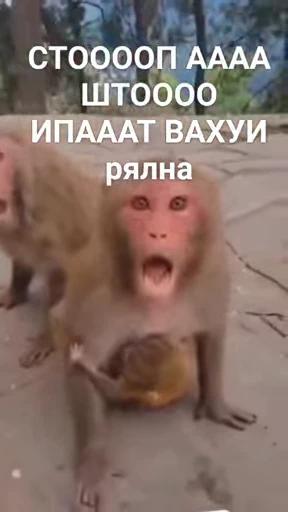 😱 Стикер «Брад бибизяна» для Telegram