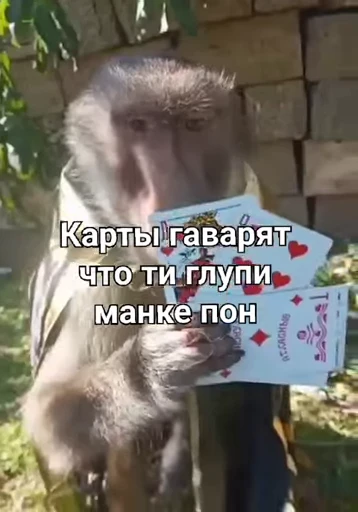 🙄 Стикер «Брад бибизяна» для Telegram