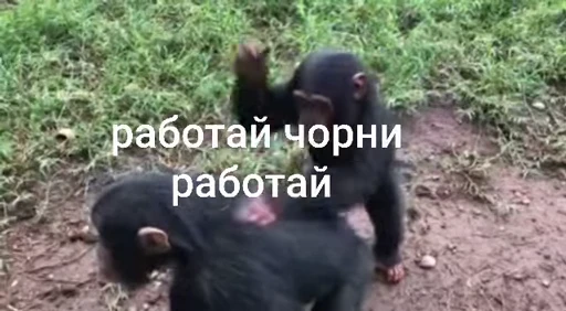 😤 Стикер «Брад бибизяна» для Telegram