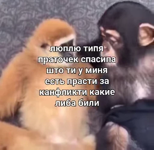 🥰 Стикер «Брад бибизяна» для Telegram