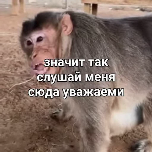 😤 Стикер «Брад бибизяна» для Telegram