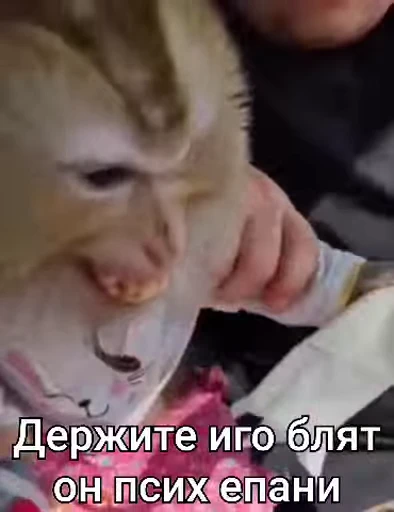 😤 Стикер «Брад бибизяна» для Telegram