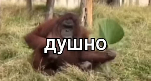 🙄 Стикер «Брад бибизяна» для Telegram