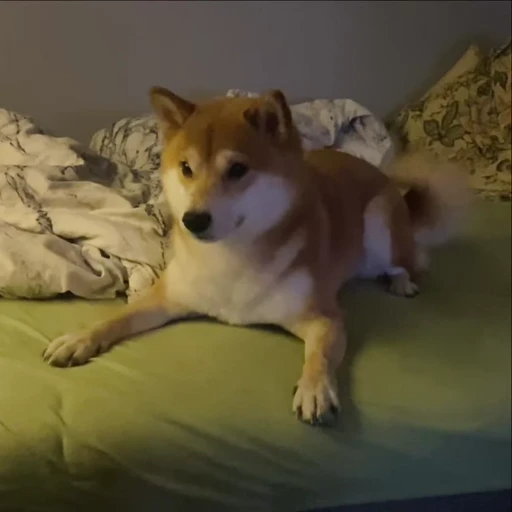 👹 Стикер «Shiba Brayton» для Telegram