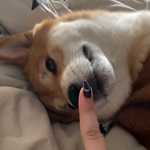 😘 Стикер «Shiba Brayton» для Telegram
