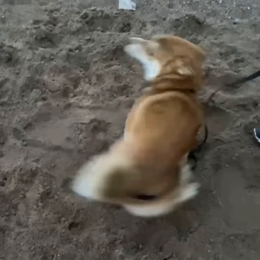 🤪 Стикер «Shiba Brayton» для Telegram