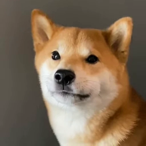 🐕 Стикер «Shiba Brayton» для Telegram