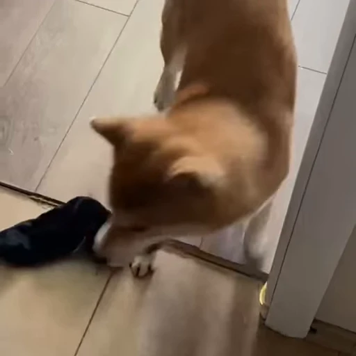 🧦 Стикер «Shiba Brayton» для Telegram
