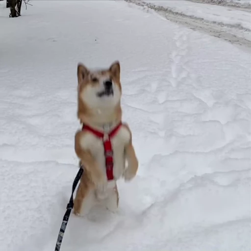 ❄️ Стикер «Shiba Brayton» для Telegram