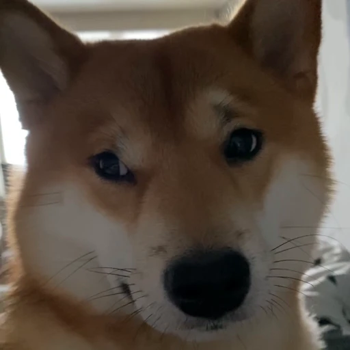 🤨 Стикер «Shiba Brayton» для Telegram