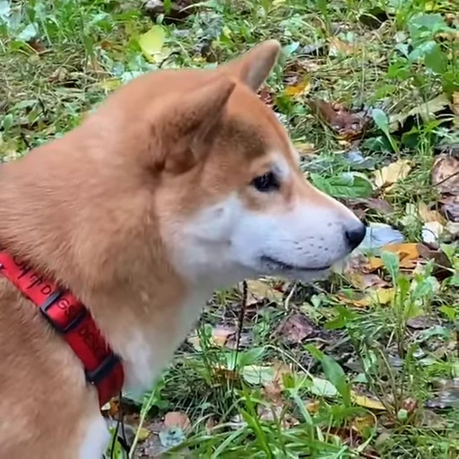 🌿 Стикер «Shiba Brayton» для Telegram