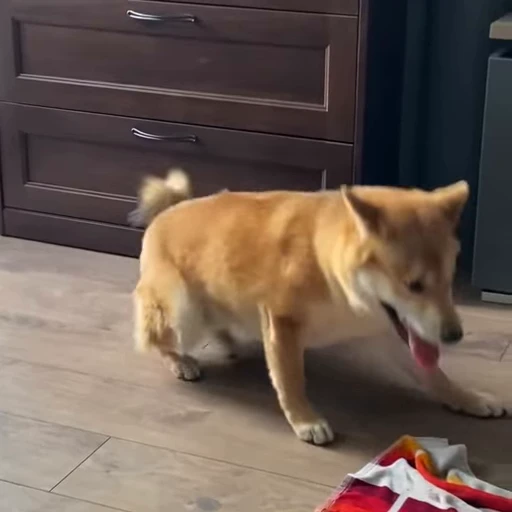 🥨 Стикер «Shiba Brayton» для Telegram
