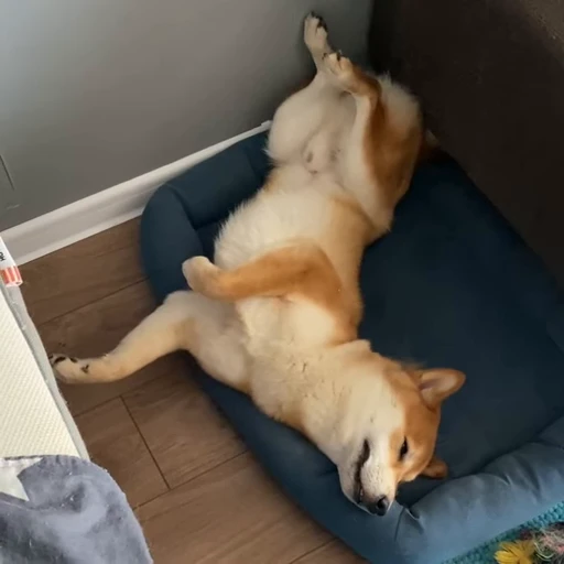 💤 Стикер «Shiba Brayton» для Telegram
