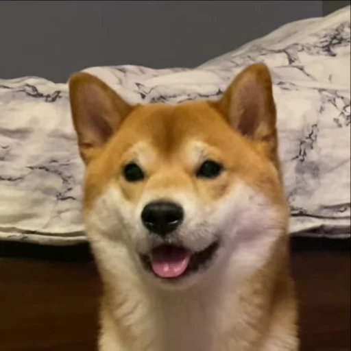 😮 Стикер «Shiba Brayton» для Telegram