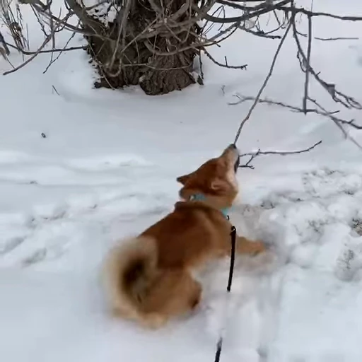 😡 Стикер «Shiba Brayton» для Telegram