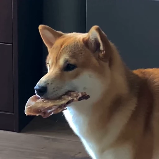 🍽 Стикер «Shiba Brayton» для Telegram
