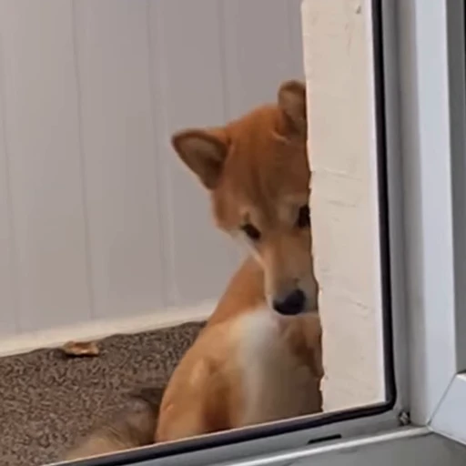 😯 Стикер «Shiba Brayton» для Telegram