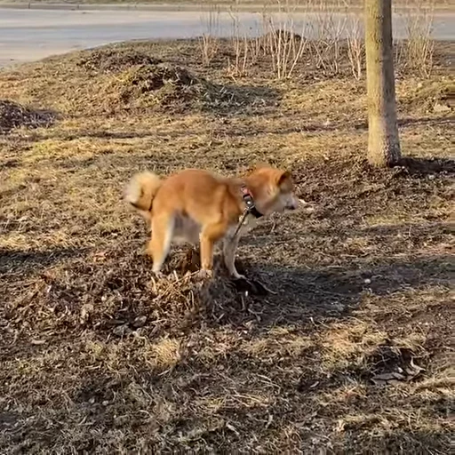 💩 Стикер «Shiba Brayton» для Telegram