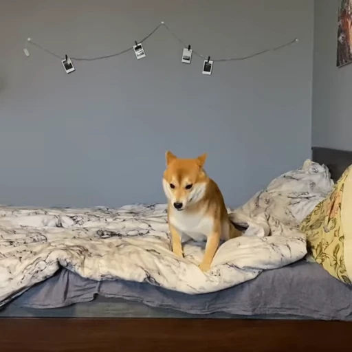🌪️ Стикер «Shiba Brayton» для Telegram